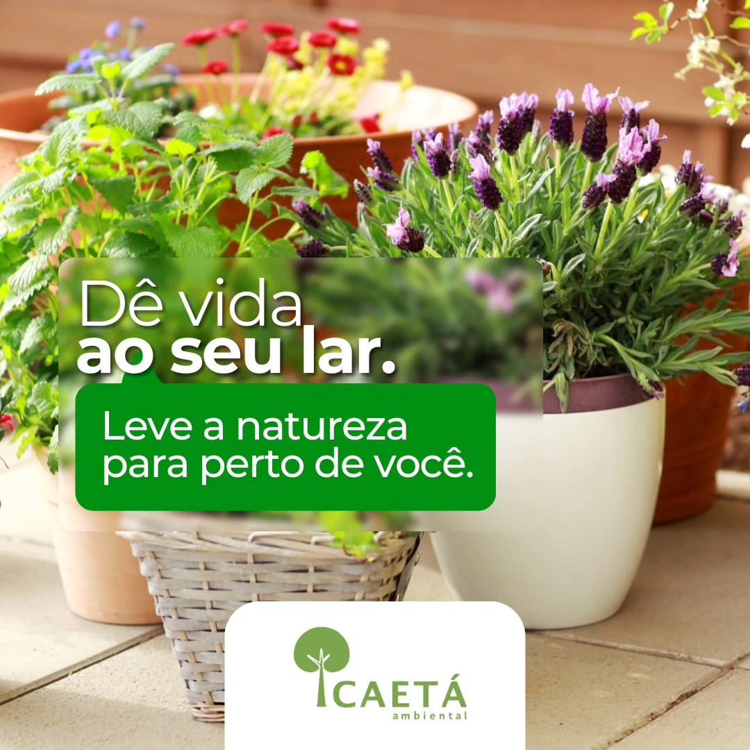 Ilustração da Caetá