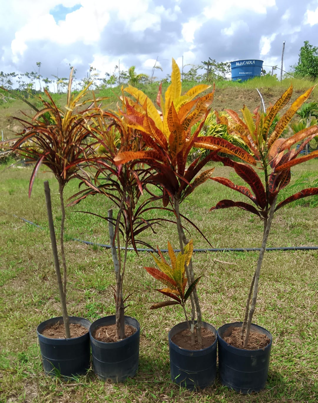 Muda de Croton