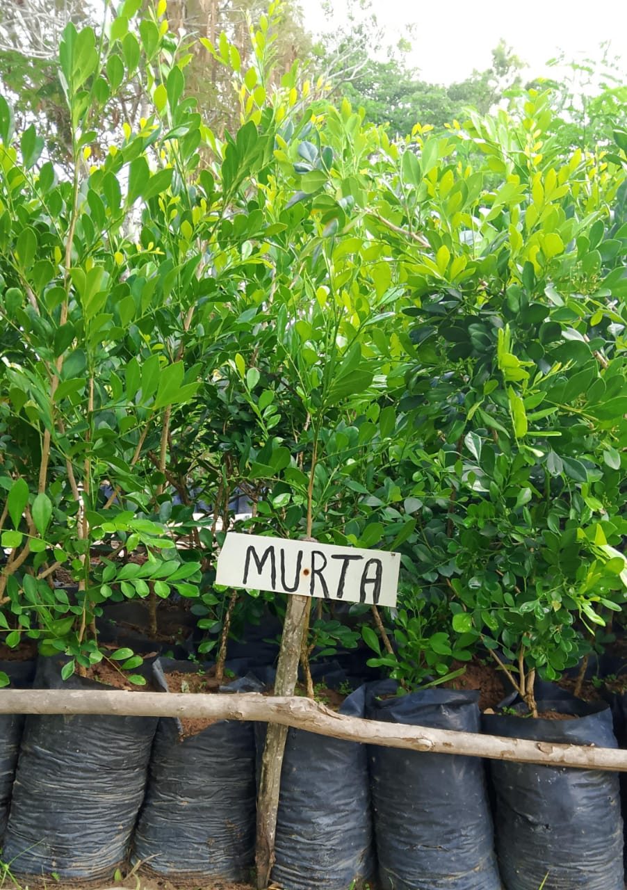 Muda de Murta