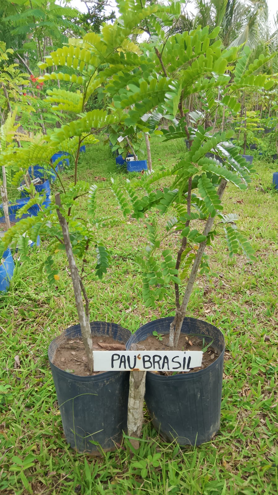 Muda de Pau Brasil