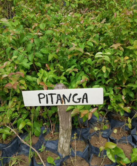Muda de Pitangueira